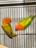 Agapornissen, Dieren en Toebehoren, Meerdere dieren, Dwergpapegaai of Agapornis