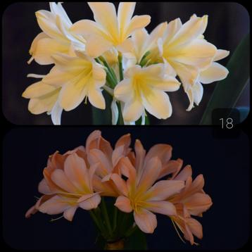 Clivia plant, kruising Light Yellow x Pink Peach Bonny  beschikbaar voor biedingen