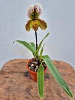 Orchidee Paphiopedilum Hybriden p12 (6)