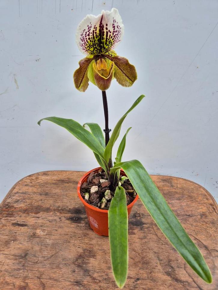 Orchidee Paphiopedilum Hybriden p12 (6), Huis en Inrichting, Kamerplanten, Minder dan 100 cm, Halfschaduw, Ophalen of Verzenden
