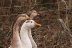 Ganzen, Dieren en Toebehoren, Pluimvee, Meerdere dieren, Gans of Zwaan