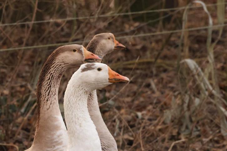 Ganzen, Dieren en Toebehoren, Pluimvee, Gans of Zwaan, Meerdere dieren