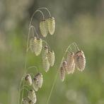 Zaden groot trilgras (Briza maxima), Ophalen of Verzenden, Voorjaar, Volle zon, Zaad