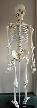 Compleet skelet, Ophalen of Verzenden, Zo goed als nieuw