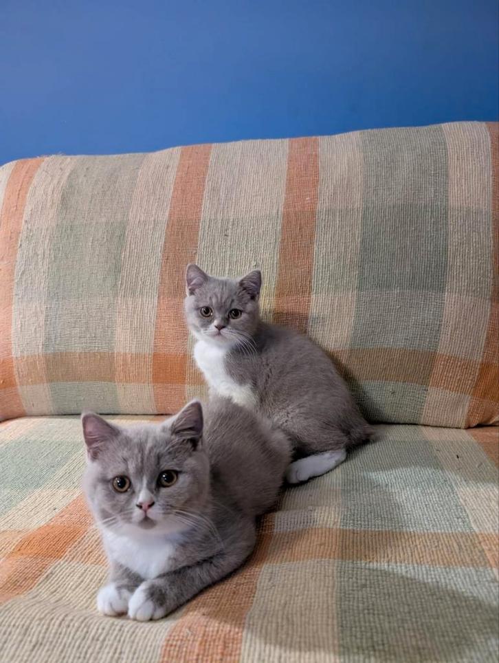 Nog twee Britse shorthair kittens beschikbaar, Dieren en Toebehoren, Katten en Kittens | Raskatten | Korthaar, Meerdere dieren