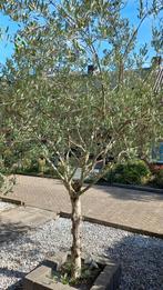 Grote Olijfboom (3.5m) - Zelf Uitgraven!, Lente, Olijfboom, 250 tot 400 cm, Ophalen