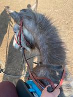 Verzorgpaard gezocht ( weekend ) ede/bennekom, Dieren en Toebehoren, Paarden en Pony's | Overige Paardenspullen, Ophalen of Verzenden