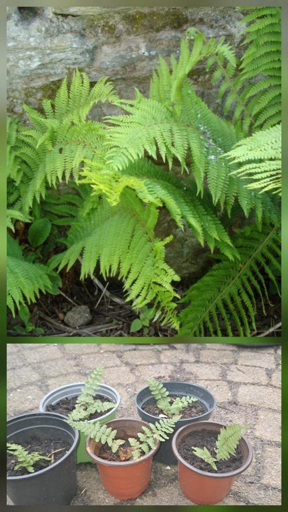 Bio Varen zaailingen, jonge varens uit eigen tuin, Tuin en Terras, Planten | Tuinplanten, Vaste plant, Varens, Halfschaduw, Bloeit niet