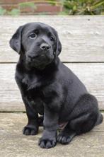 2 lieve kruising labrador pups, Dieren en Toebehoren, 8 tot 15 weken, Teef, Groot, CDV (hondenziekte)