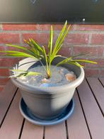 Palmboom trachycarpus fortunei, winterhard ️️, Tuin en Terras, Ophalen of Verzenden, Minder dan 100 cm