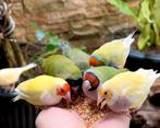 diverse vinkjes, Meerdere dieren, Tropenvogel