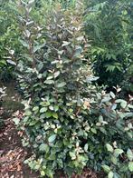 Olijfwilg eleagnus compacta 150-175 kluit NU RESERVEREN, Ophalen, Laurier
