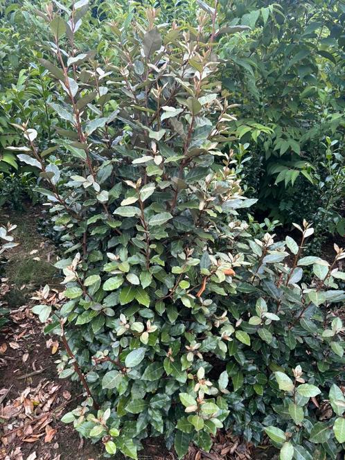 Olijfwilg eleagnus compacta 150-175 kluit NU RESERVEREN, Tuin en Terras, Planten | Struiken en Hagen, Laurier, Ophalen