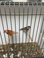 Kapoetsensijsen dubbelpastel en pastel, Dieren en Toebehoren, Vogels | Overige Vogels, Meerdere dieren