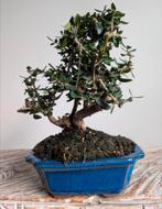 Olea Europaea 'Olijf' Bonsai, Volle zon, Bloeit niet, Minder dan 100 cm, Overige soorten