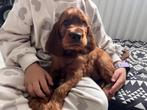 Ierse Setter Pups LAATSTE 2 REUTJES, Dieren en Toebehoren, Rabiës (hondsdolheid), 8 tot 15 weken, Meerdere, Meerdere dieren