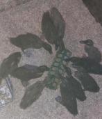 Indische loopeenden pulletjes, Geslacht onbekend, Eend