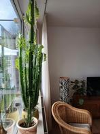 Grote Cactus in Pot, Ophalen, Minder dan 100 cm, Volle zon, In pot