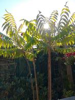 Tweestammige fluweelboom, Tuin en Terras, Overige soorten, 100 tot 250 cm, Zomer, Ophalen