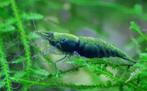 Aanbieding: Green Jade garnalen High Grade en normal Grade, Dieren en Toebehoren, Vissen | Aquariumvissen, Kreeft, Krab of Garnaal