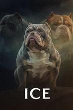 Lilac Tri Micro bully DEKREU (Bewezen dekkingen), Rabiës (hondsdolheid), Reu, Eén hond, 3 tot 5 jaar
