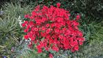 Prachtige Azalea - Kleurrijke Bloeier!, Tuin en Terras, Planten | Tuinplanten, Vaste plant, Halfschaduw, Lente, Ophalen