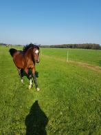 paard te koop (arabische Ruin), Dieren en Toebehoren, Paarden, Minder dan 160 cm, Met stamboom, Ruin, Zadelmak