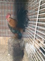 Mooie Ayam Serama Maleisië haan, Dieren en Toebehoren, Pluimvee, Mannelijk, Kip