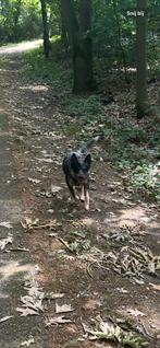 Australian cattle dog, Dieren en Toebehoren, Rabiës (hondsdolheid), 1 tot 2 jaar, Eén hond, Nederland