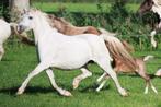 mooie best gefokte Welsh sectie A merrie, Dieren en Toebehoren, Pony's, Merrie, A pony (tot 1.17m)
