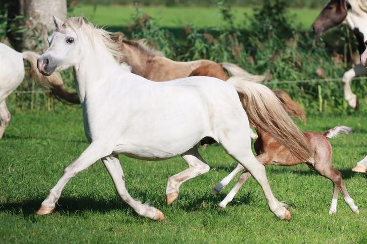 mooie best gefokte Welsh sectie A merrie, Dieren en Toebehoren, Pony's, Merrie, A pony (tot 1.17m)
