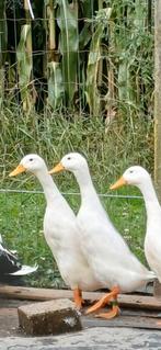 Mini dwerg loopeenden, Dieren en Toebehoren, Geslacht onbekend, Eend