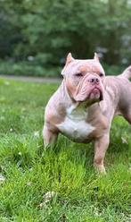 American Bully Pocket open for stud (dekreu), Dieren en Toebehoren, Honden | Dekreuen, Particulier, Rabiës (hondsdolheid), 3 tot 5 jaar