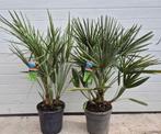 2x Europese Dwergpalm – Chamaerops Humilis – ca. 80 cm hoog, Minder dan 100 cm, Zomer, Palmboom, Ophalen