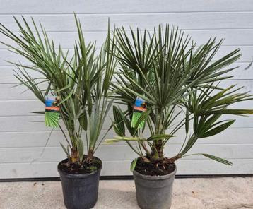 2x Europese Dwergpalm – Chamaerops Humilis – ca. 80 cm hoog beschikbaar voor biedingen