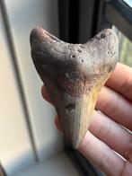 Megalodon haaientand fossiel 9.6 centimeter, Ophalen of Verzenden, Fossiel