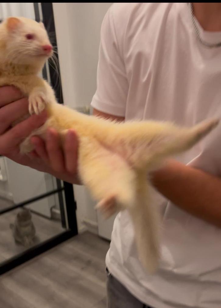 Hele lieve fret, Dieren en Toebehoren, Overige Dieren, Vrouwelijk, Januari