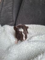 Baby cavia twister, Cavia, Mannelijk, Januari, Tam