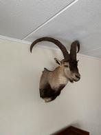 Opgezette Spaanse Steenbok, Overige soorten, Opgezet dier, Ophalen of Verzenden, Zo goed als nieuw