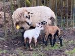 Maasduinen ooilammeren zwoegervrij gecertificeerd, Dieren en Toebehoren, Schaap, Vrouwelijk