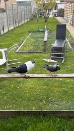 Afghan duiven, Dieren en Toebehoren, Vogels | Duiven, Meerdere dieren, Postduif