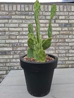 Opuntia cactussen in pot winterhard, Tuin en Terras, Ophalen, Zomer, Overige soorten, Volle zon