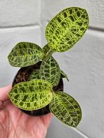 Jewel Orchid Macodes petola p7,meerdere vergelijkbare exempl, Ophalen of Verzenden