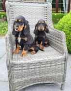 engelse cocker pups, België, Fokker | Hobbymatig, Rabiës (hondsdolheid), 8 tot 15 weken