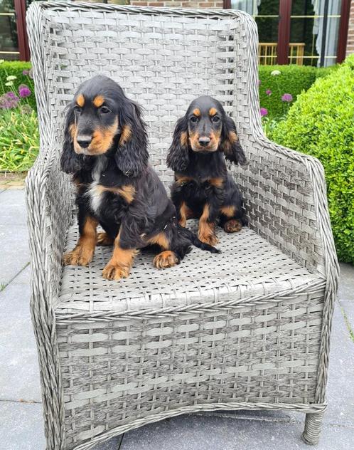 engelse cocker pups, Dieren en Toebehoren, Honden | Retrievers, Spaniëls en Waterhonden, Meerdere dieren, Spaniël, Fokker | Hobbymatig