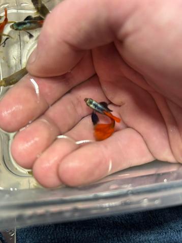 Platinum red tail dumbo ear guppies beschikbaar voor biedingen