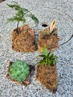 Plantjes op kurk, Groene kamerplant, Ophalen of Verzenden, Overige soorten, Minder dan 100 cm