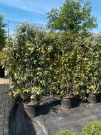 Olijfwilg Elaeagnus haagelement 180 cm hoog nu euro 110,-., Ophalen of Verzenden, Overige soorten, Haag, 100 tot 250 cm