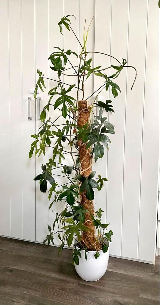 Grote Philodendron PEDATUM met mosstok, Huis en Inrichting, Kamerplanten, Overige soorten, 150 tot 200 cm, Groene kamerplant, Halfschaduw