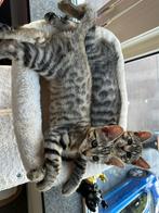 Bengaalse kittens (vrouwtjes), Dieren en Toebehoren, Katten en Kittens | Overige Katten, Poes
